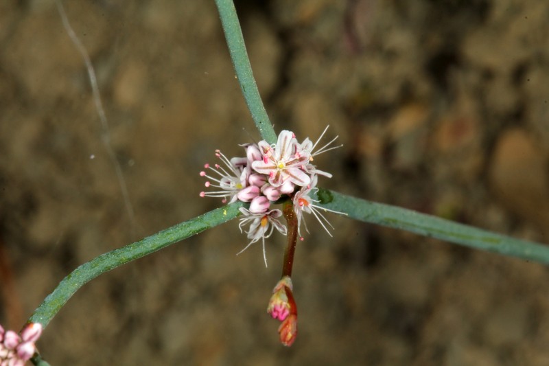 Coville's Buckwheat photo 5
