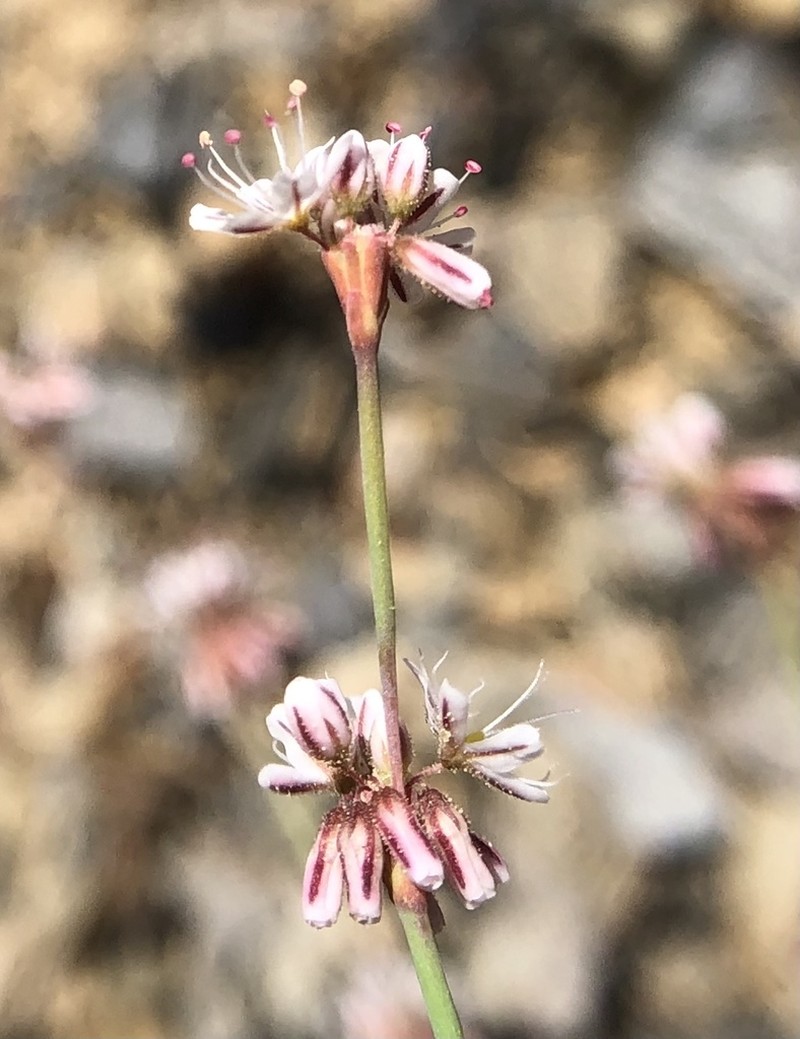 Coville's Buckwheat photo 6
