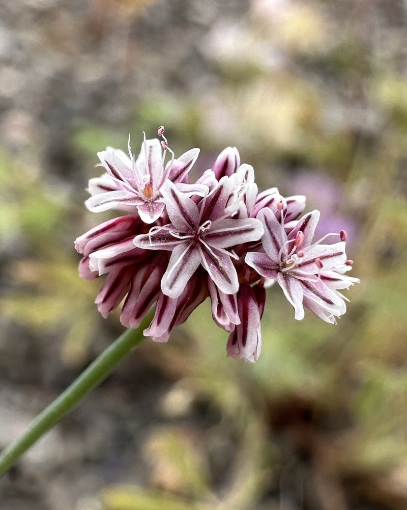 Coville's Buckwheat photo 7