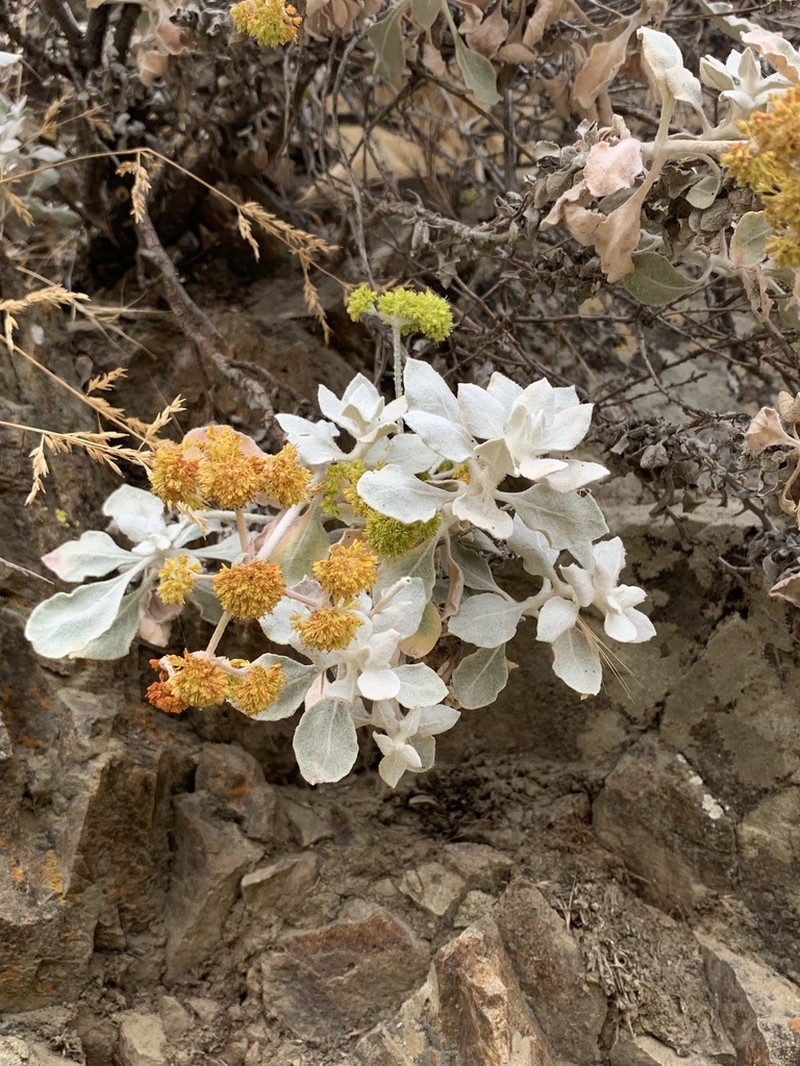 Conejo Buckwheat