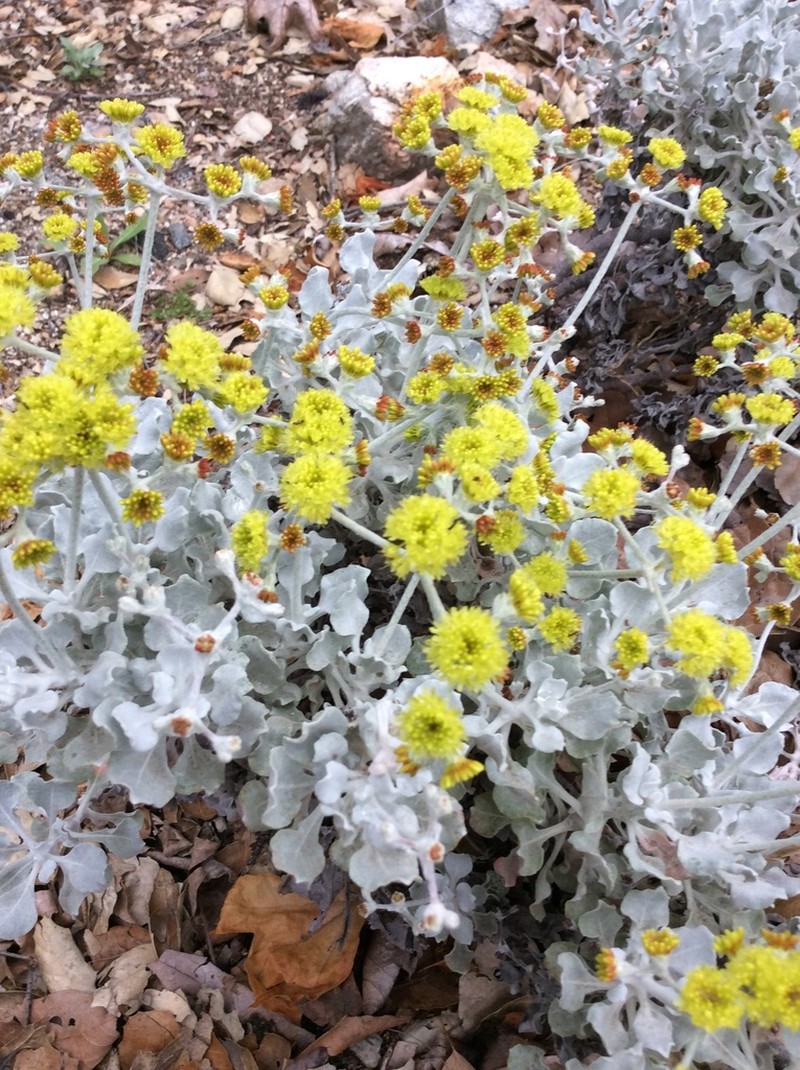Conejo Buckwheat photo 2