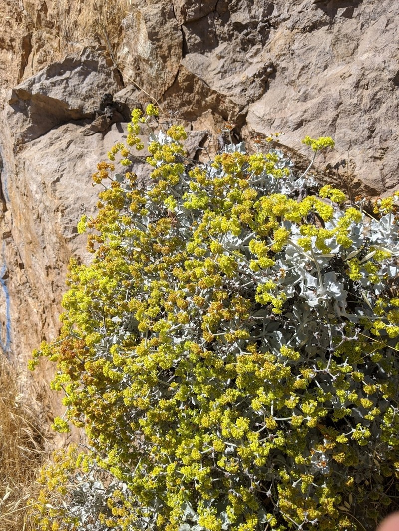 Conejo Buckwheat photo 3
