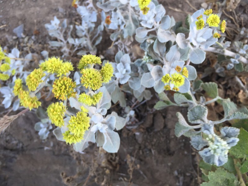 Conejo Buckwheat photo 4
