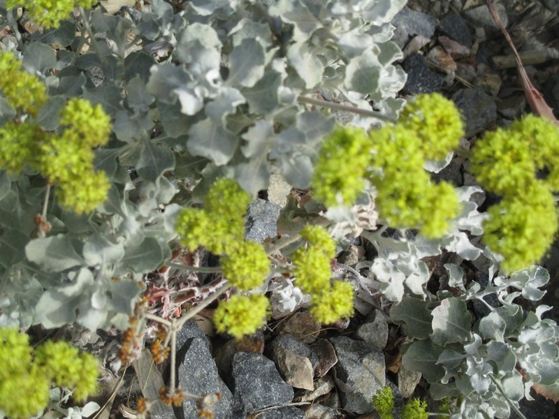 Conejo Buckwheat photo 5