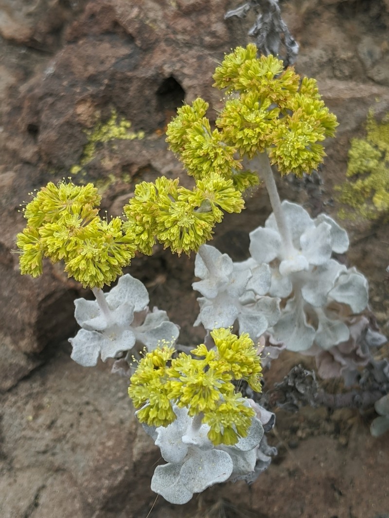 Conejo Buckwheat photo 6