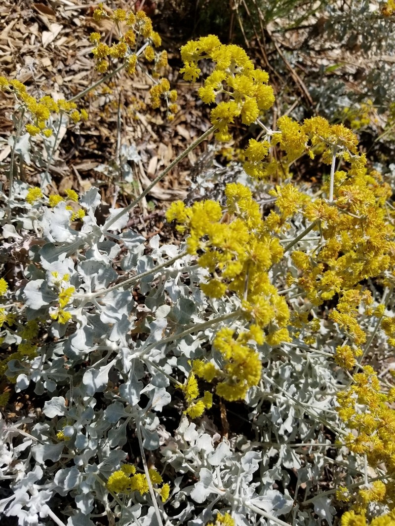 Conejo Buckwheat photo 7