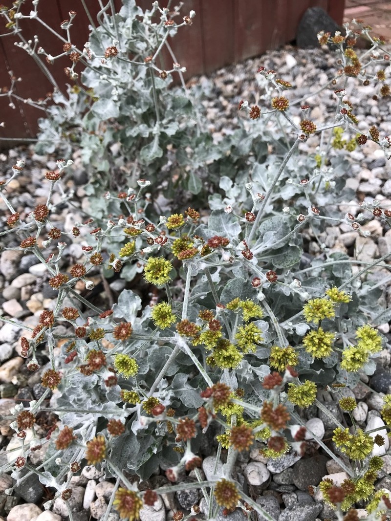 Conejo Buckwheat photo 8