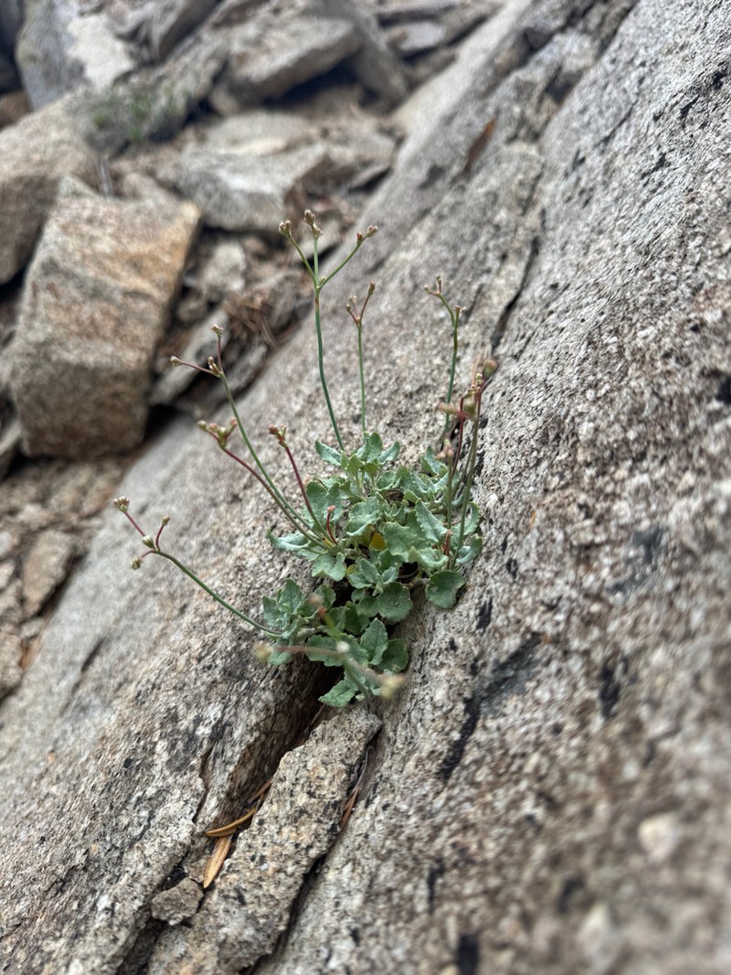 Bull Mountain Buckwheat photo 2