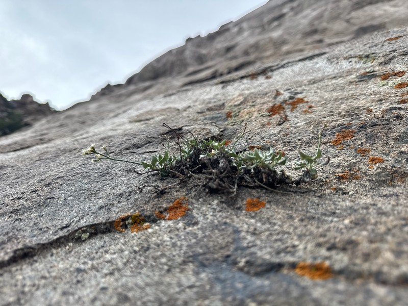 Bull Mountain Buckwheat photo 4
