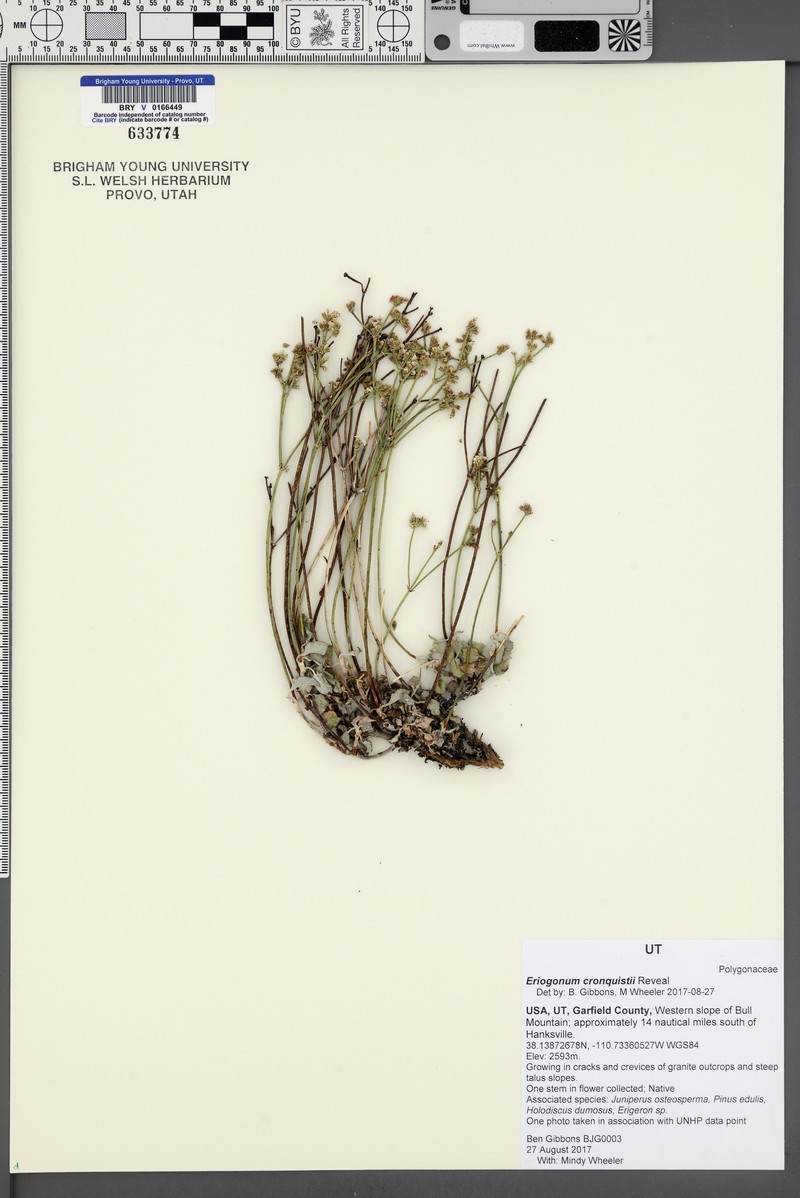 Bull Mountain Buckwheat photo 5