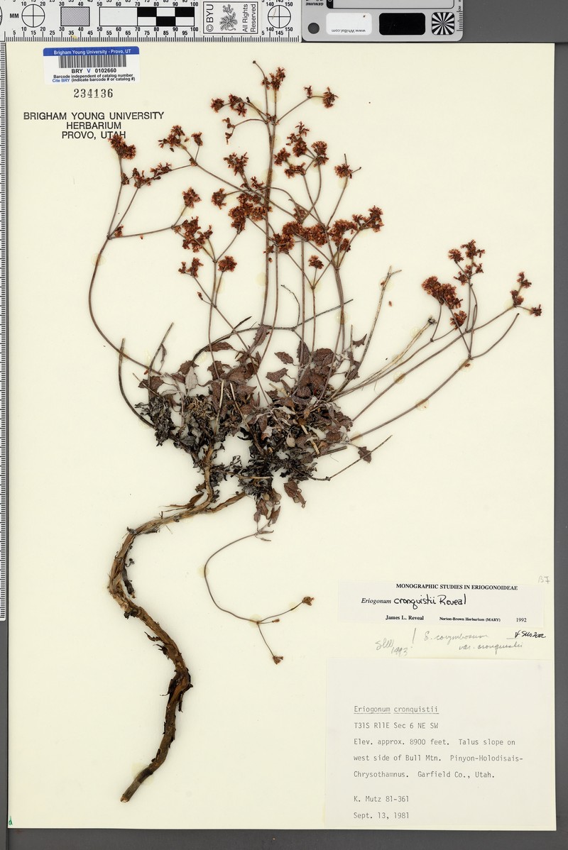 Bull Mountain Buckwheat photo 6