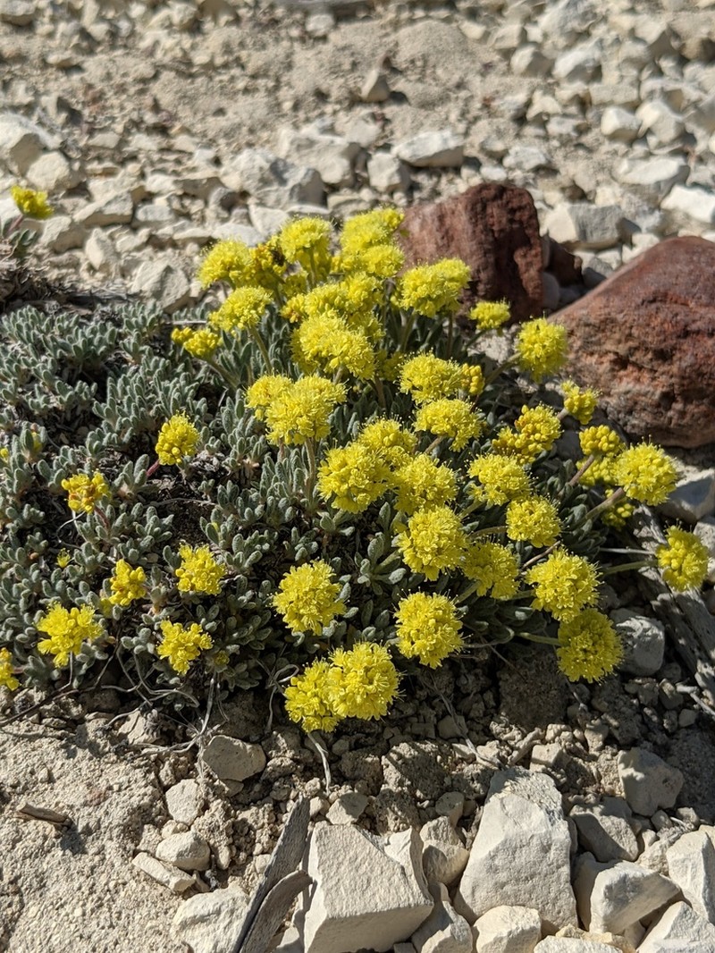 Crosby's Buckwheat photo 3