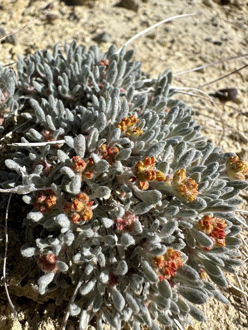 Crosby's Buckwheat photo 5