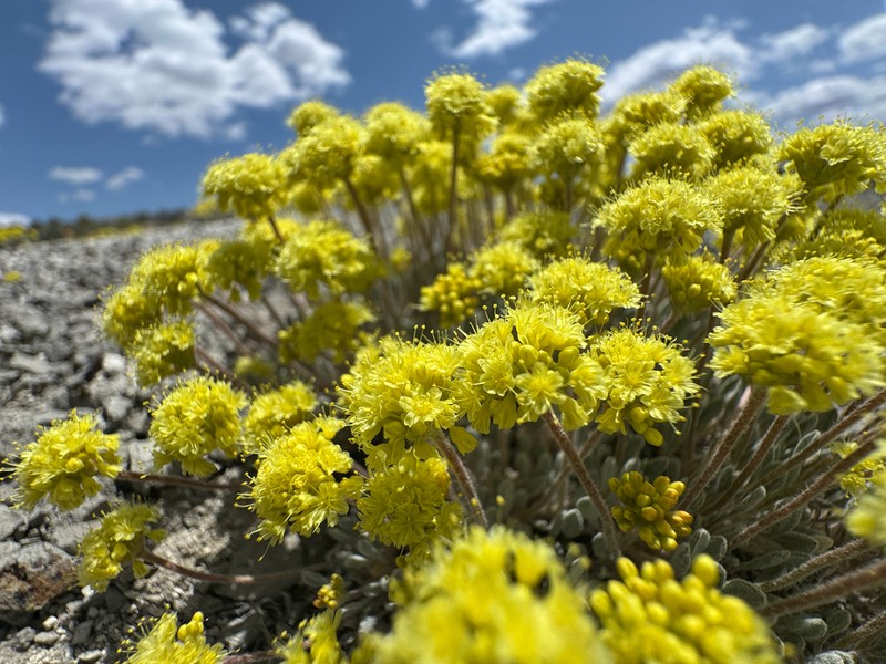 Crosby's Buckwheat photo 6