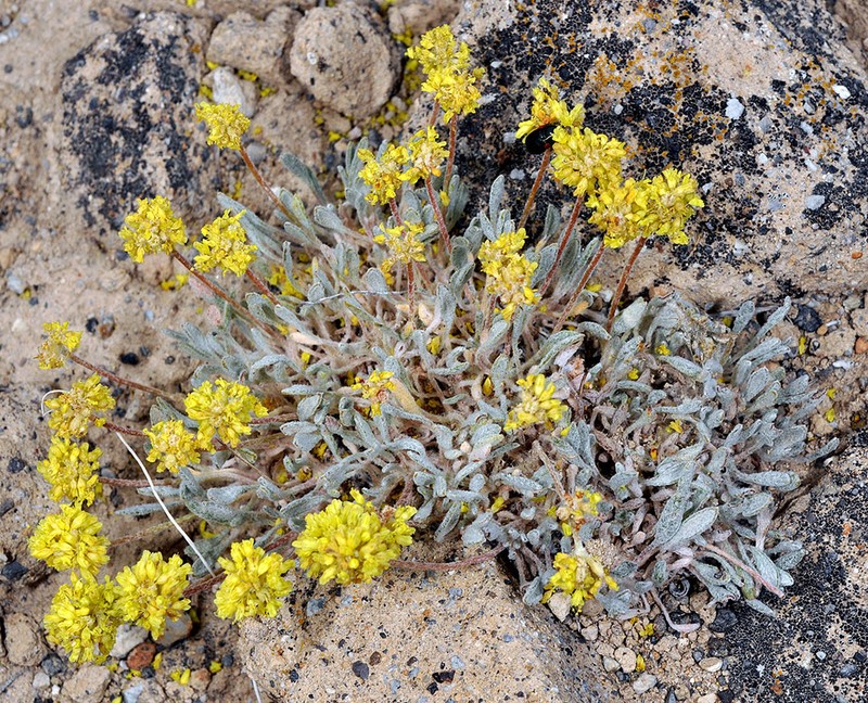 Crosby's Buckwheat photo 8