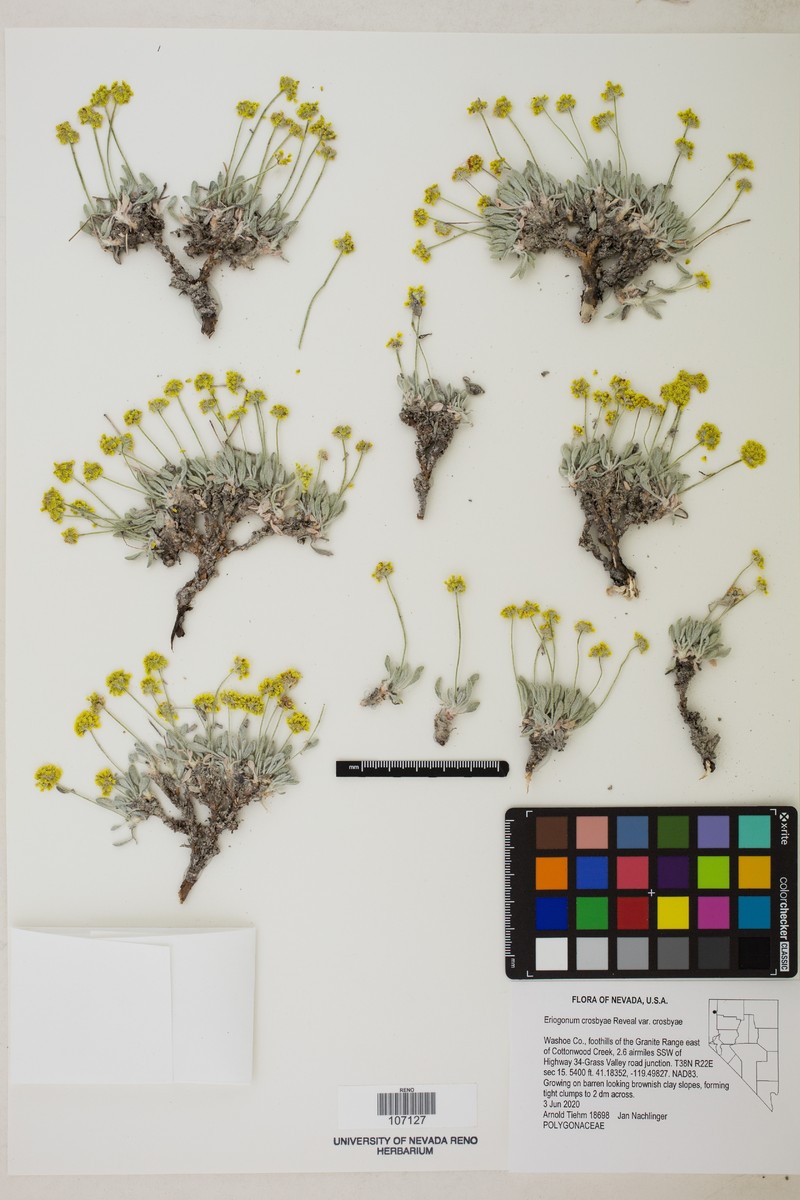 Eriogonum crosbyae var. crosbyae