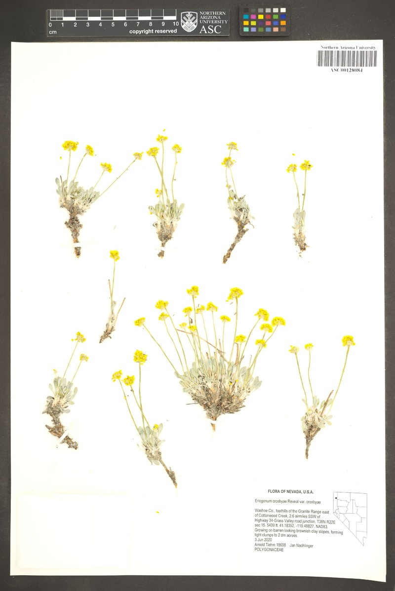 Eriogonum crosbyae var. crosbyae photo 2