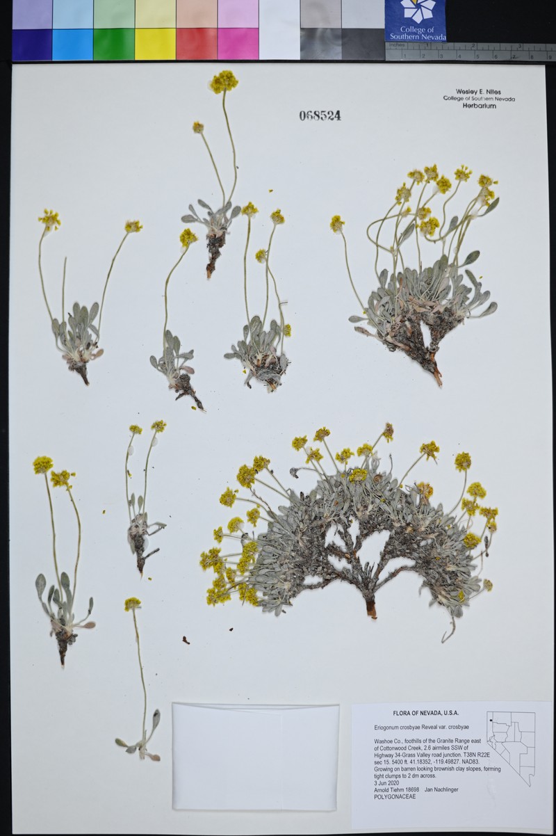 Eriogonum crosbyae var. crosbyae photo 3