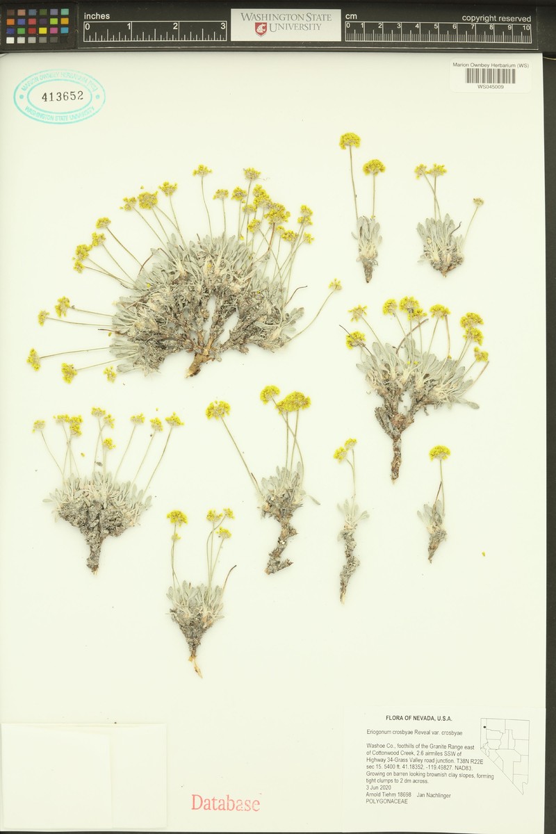 Eriogonum crosbyae var. crosbyae photo 4