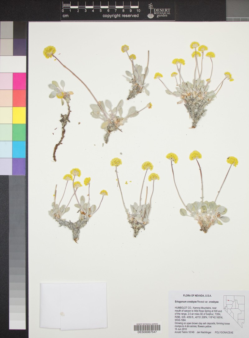 Eriogonum crosbyae var. crosbyae photo 5