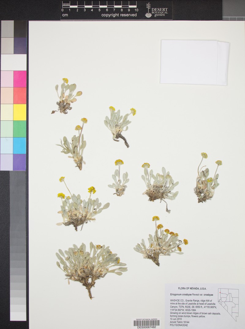 Eriogonum crosbyae var. crosbyae photo 6