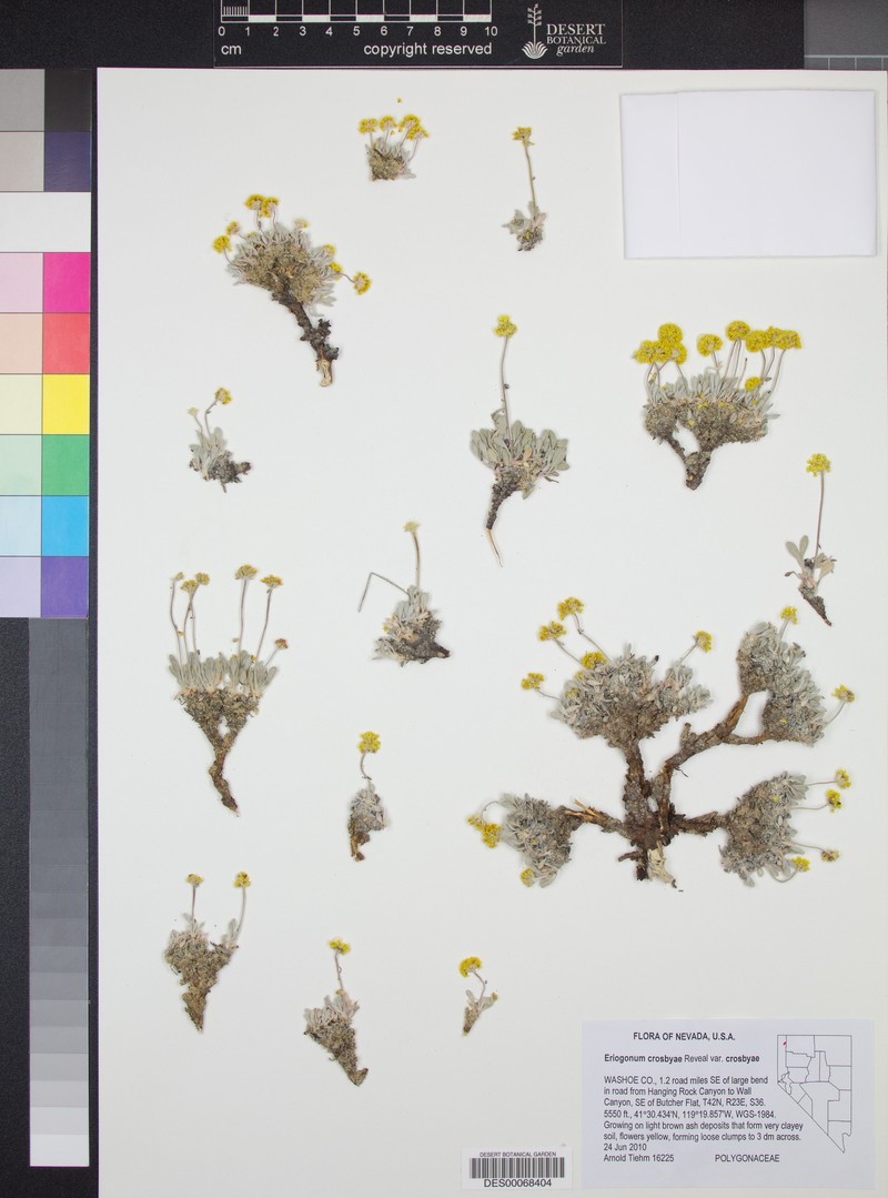 Eriogonum crosbyae var. crosbyae photo 7