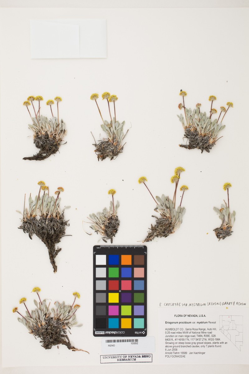 Eriogonum crosbyae var. mystrium photo 4