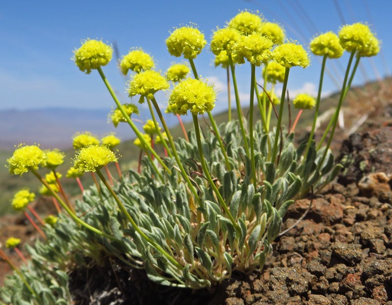 Eriogonum crosbyae var. mystrium