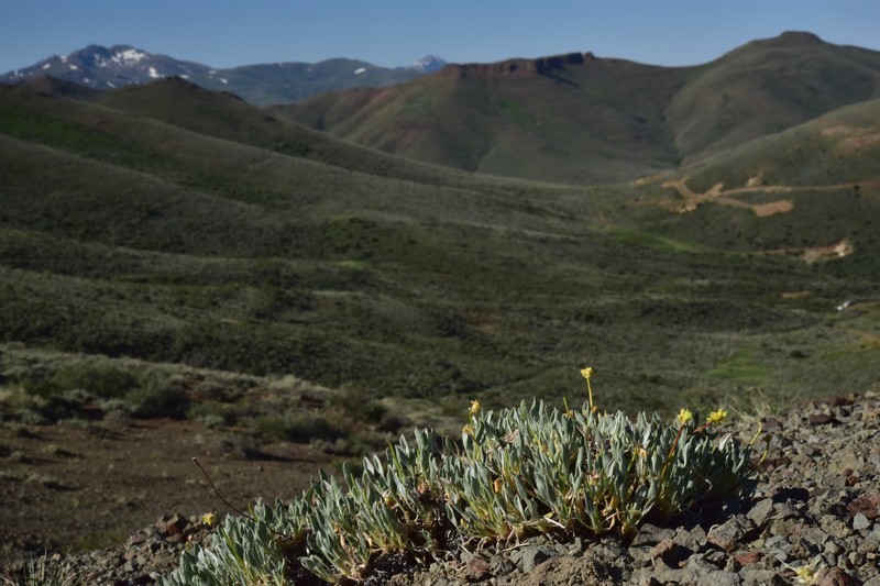 Eriogonum crosbyae var. mystrium photo 3