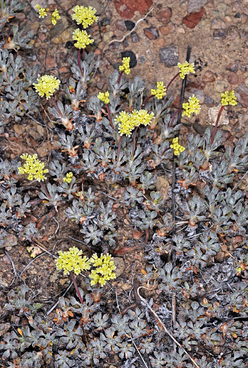 Cusick's Buckwheat