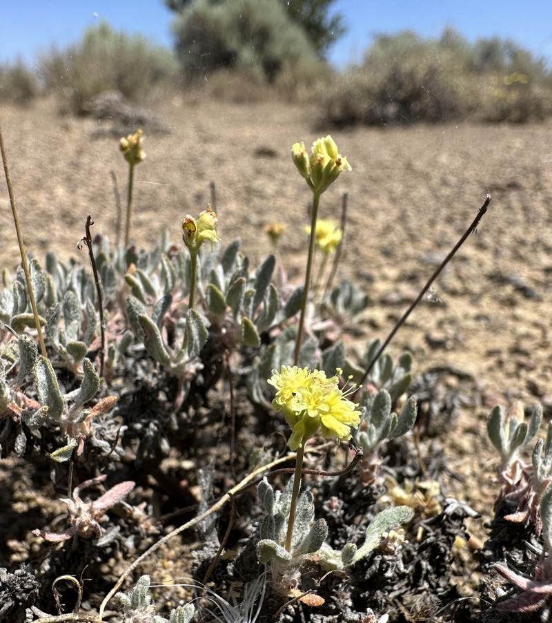 Cusick's Buckwheat photo 2