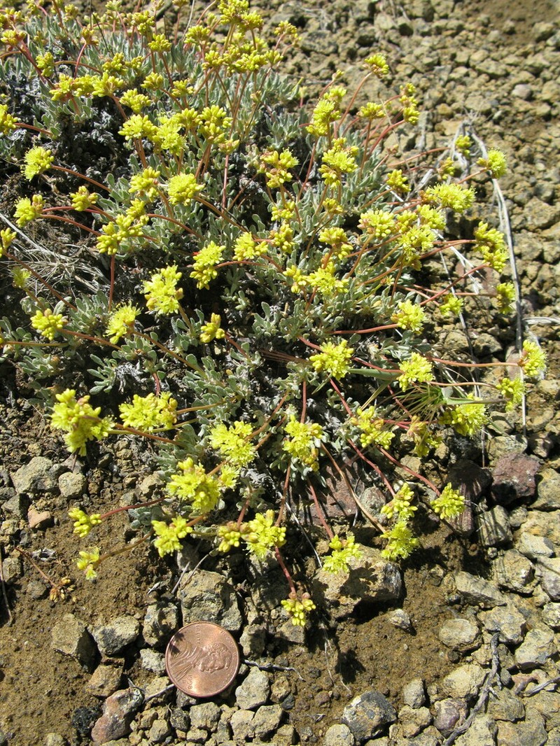 Cusick's Buckwheat photo 3