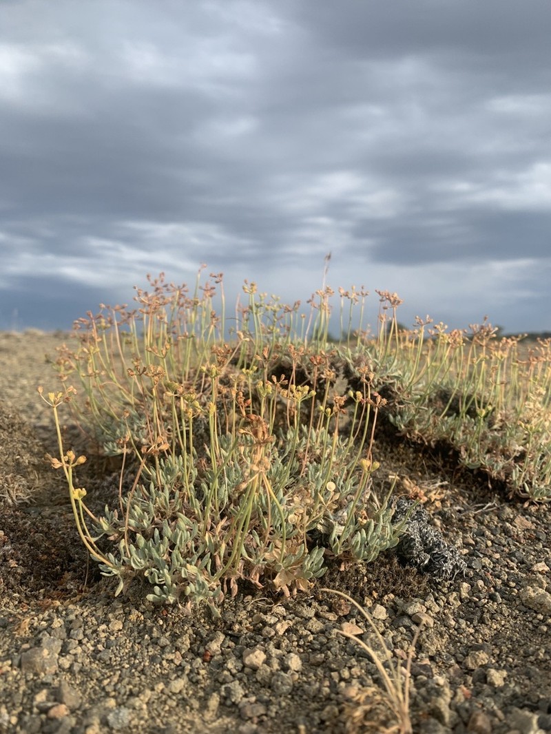 Cusick's Buckwheat photo 4