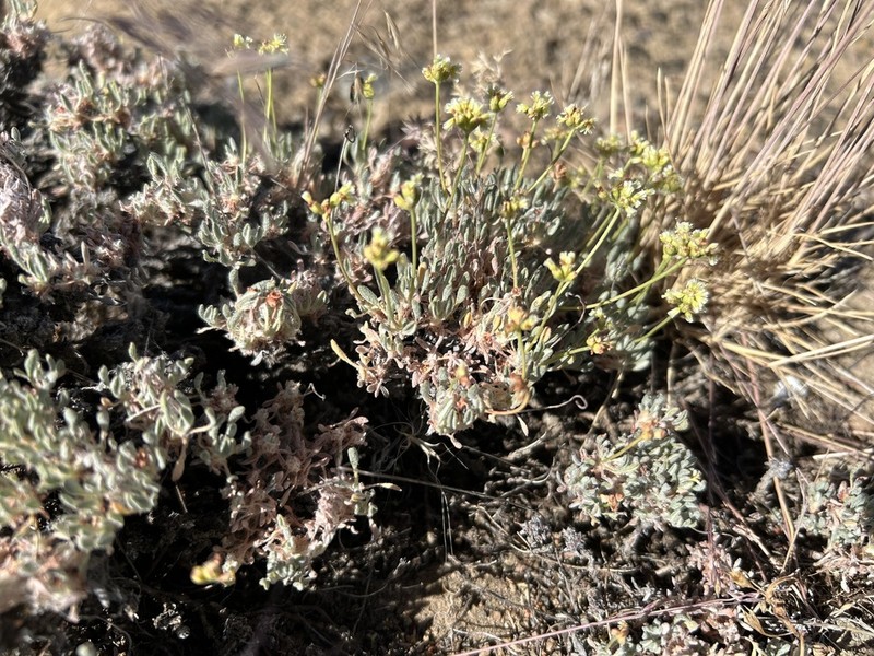 Cusick's Buckwheat photo 5