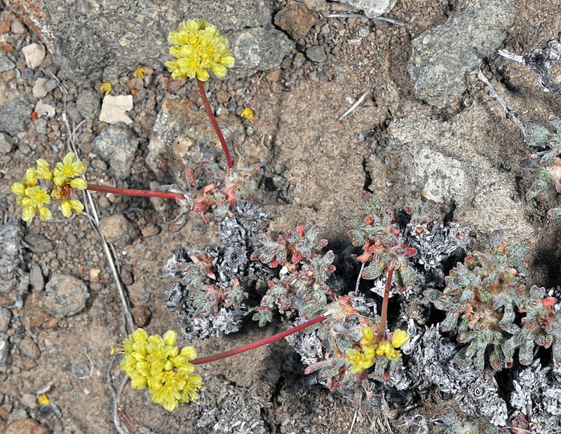 Cusick's Buckwheat photo 6