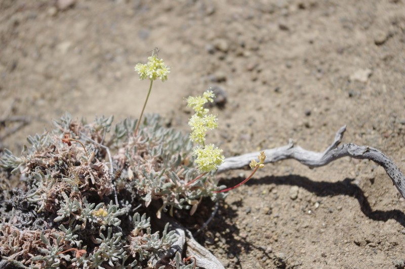 Cusick's Buckwheat photo 7