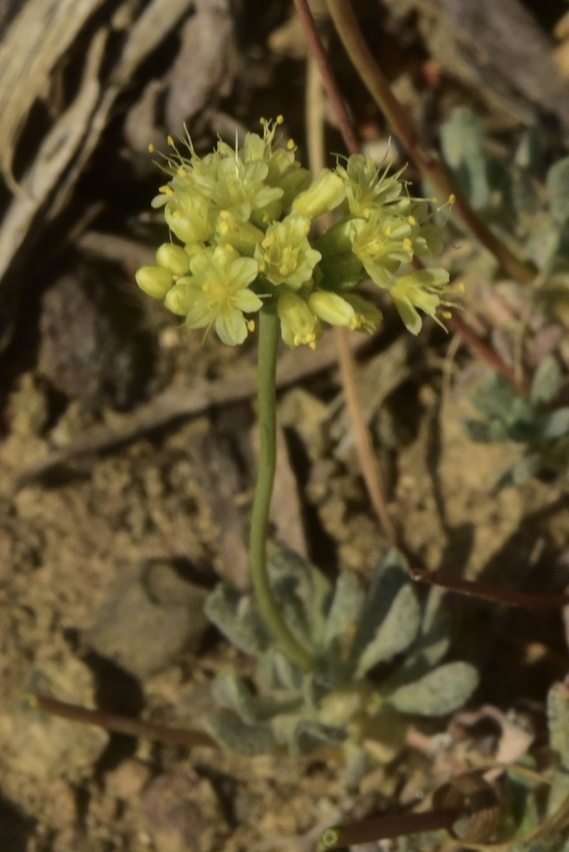 Cusick's Buckwheat photo 8