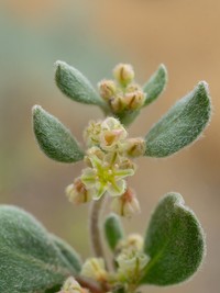 Darrow's Buckwheat