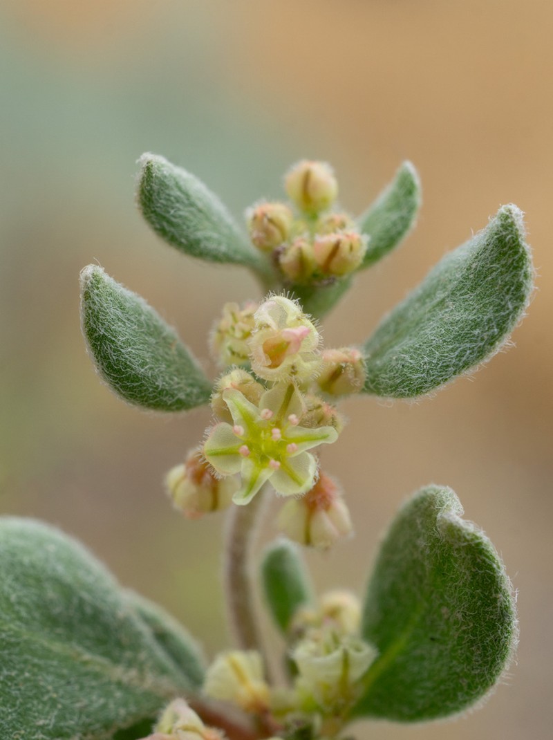 Darrow's Buckwheat
