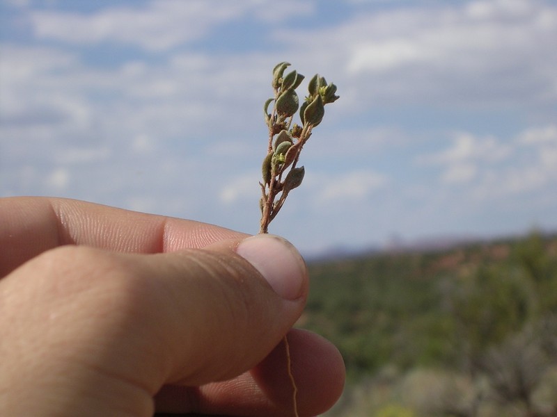 Darrow's Buckwheat photo 2