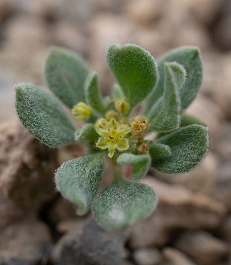 Darrow's Buckwheat photo 3