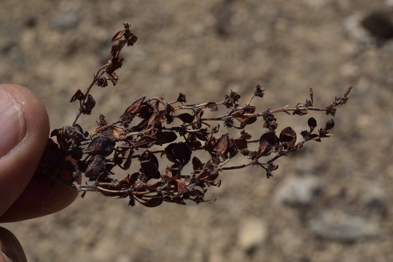 Darrow's Buckwheat photo 4