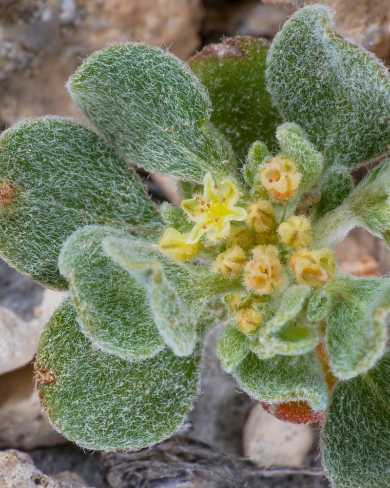 Darrow's Buckwheat photo 5