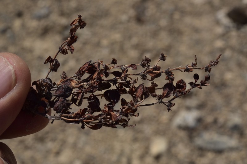 Darrow's Buckwheat photo 6