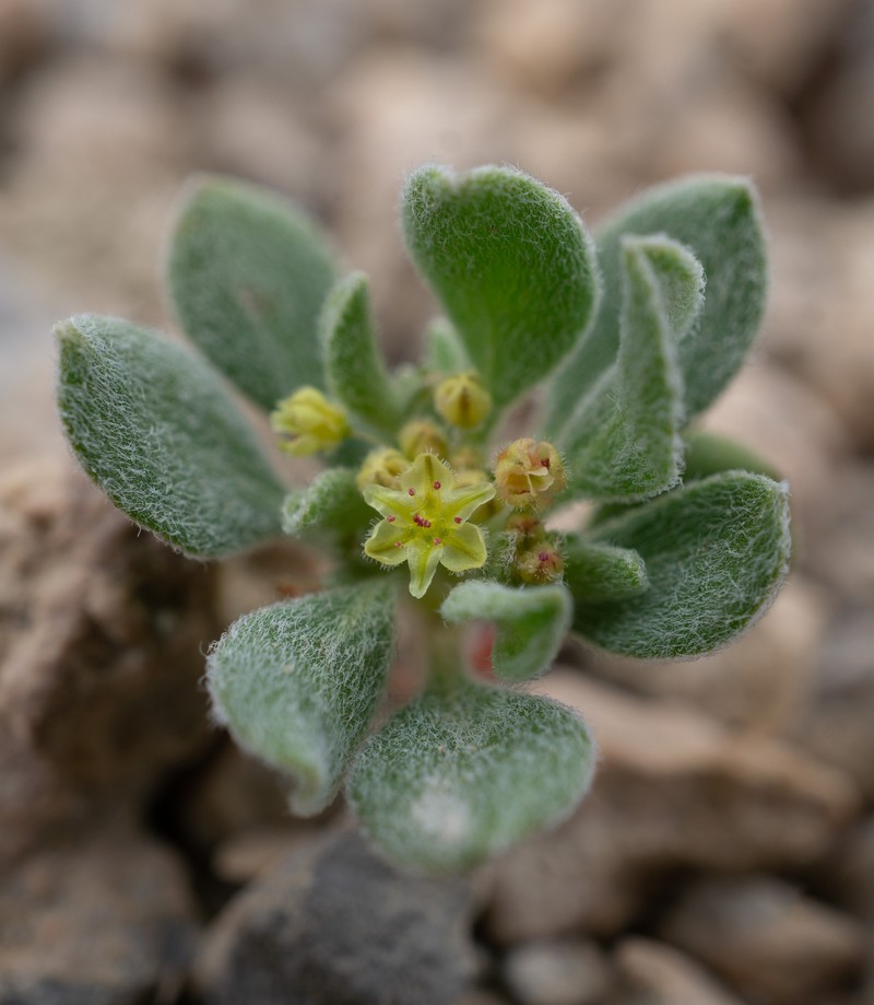 Darrow's Buckwheat photo 7