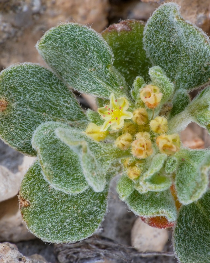 Darrow's Buckwheat photo 8