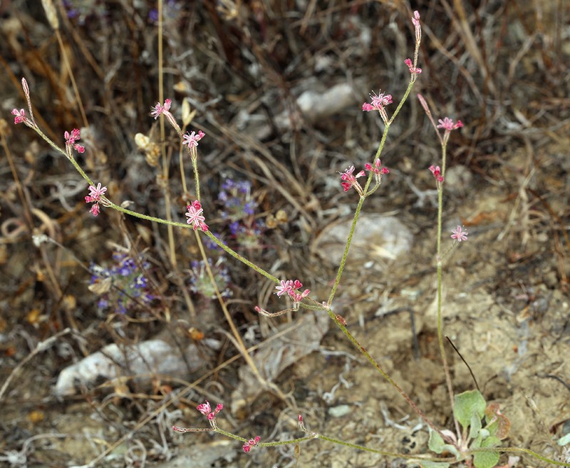 Chaparral Buckwheat