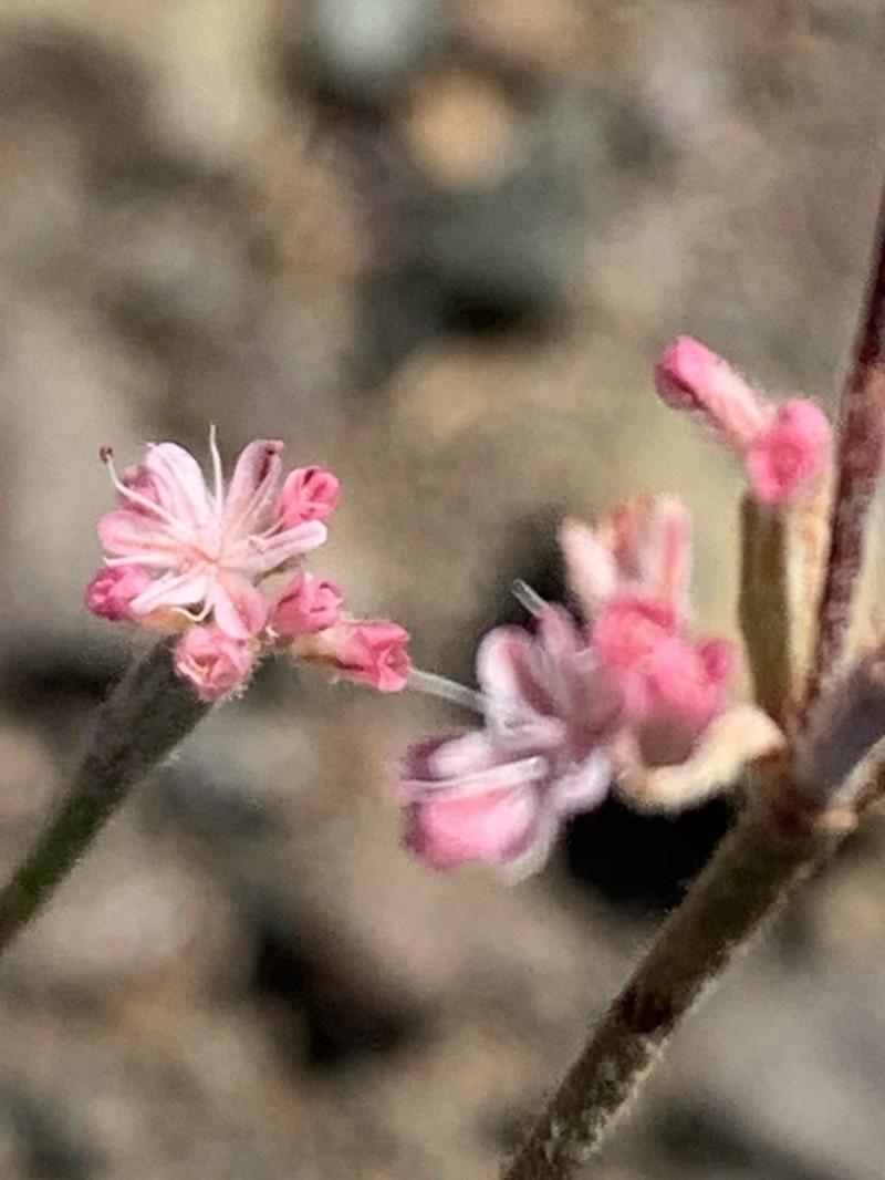 Chaparral Buckwheat