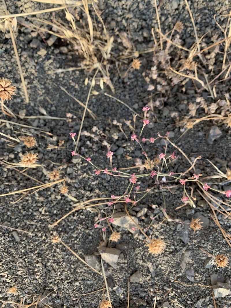 Chaparral Buckwheat photo 2