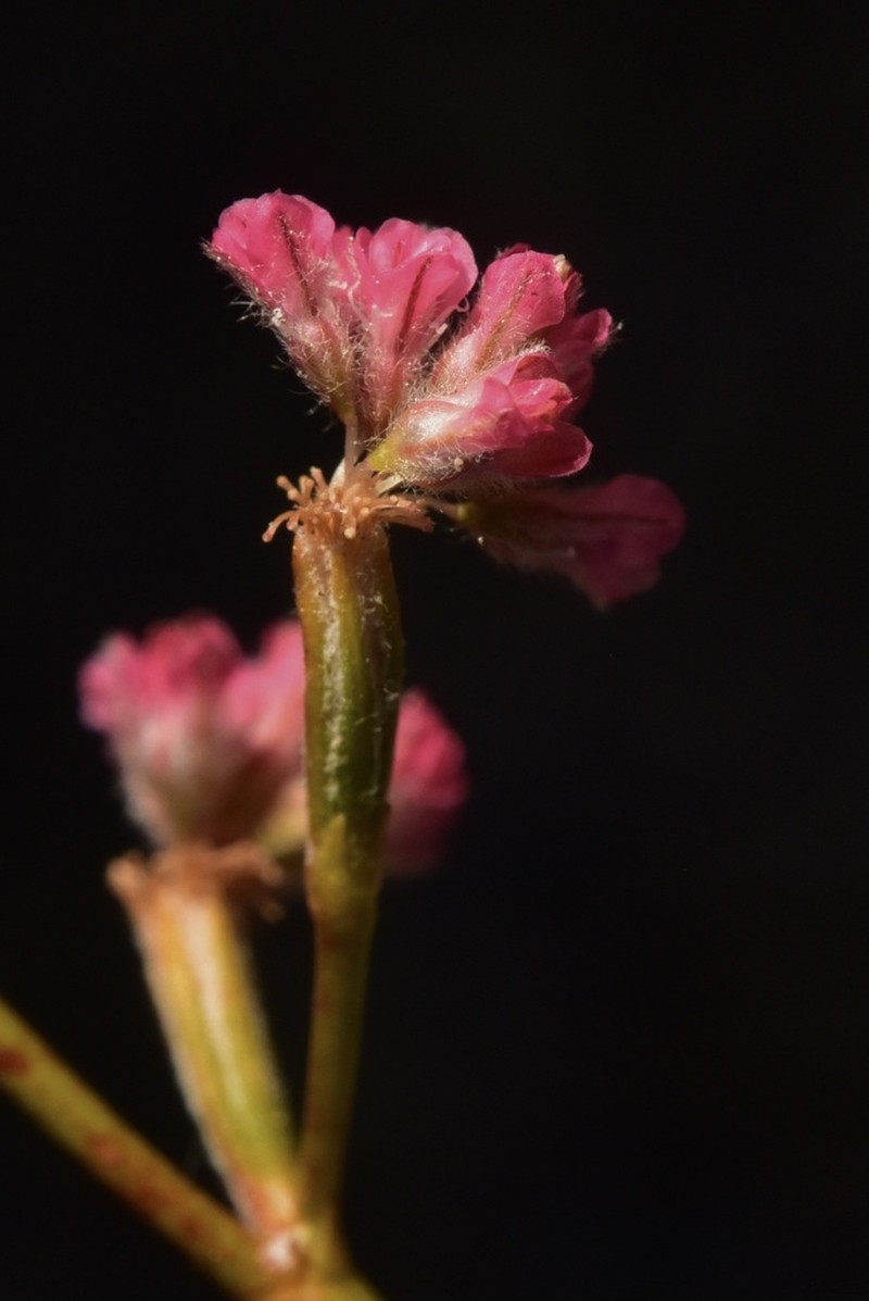 Chaparral Buckwheat photo 3